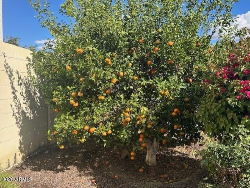 Fruit Trees