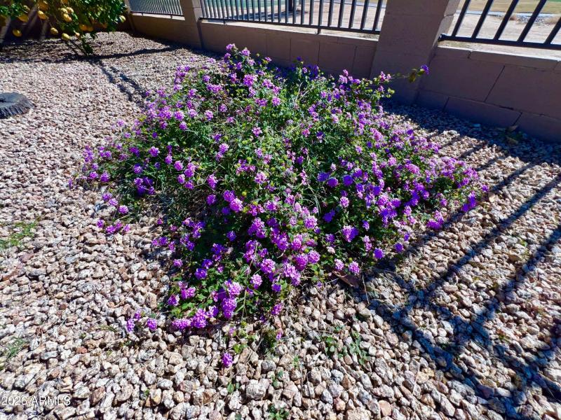 Colorful backyard