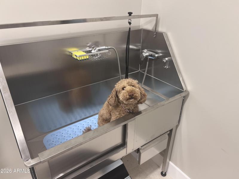 Dog Wash