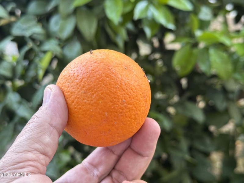 Sweet orange trees