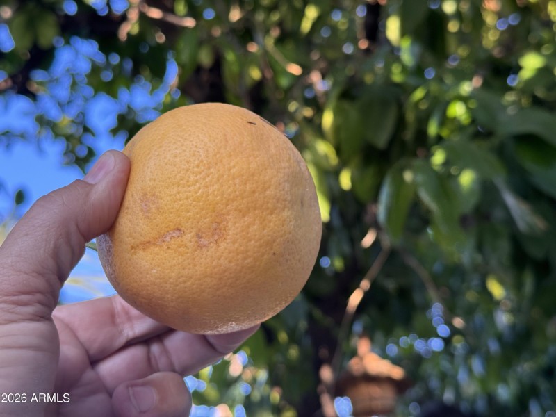 Grapefruit tree