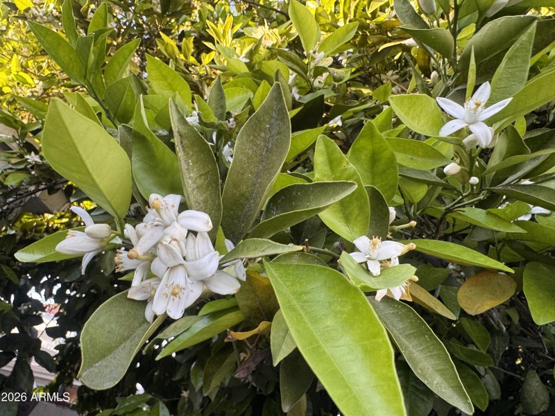 Grapefruit tree