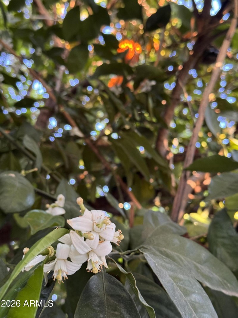 Orange Tree