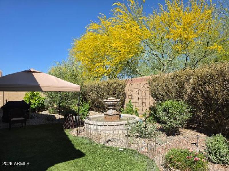 backyard-1