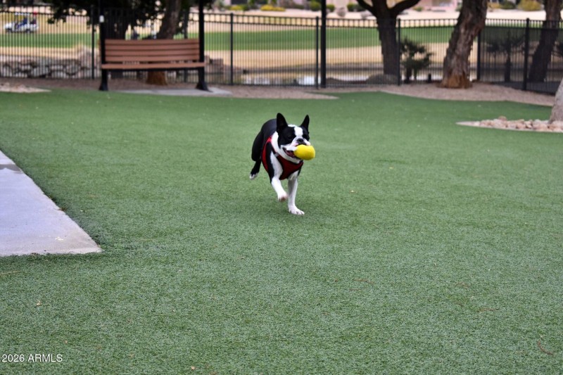 Dog Park