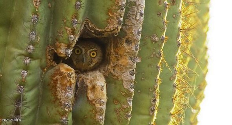 WTMRP - owl