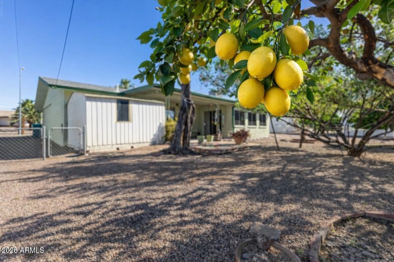 FRUIT TREES
