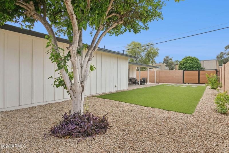 Citrus Tree and Artificial Turf