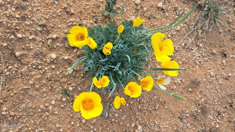 Poppies