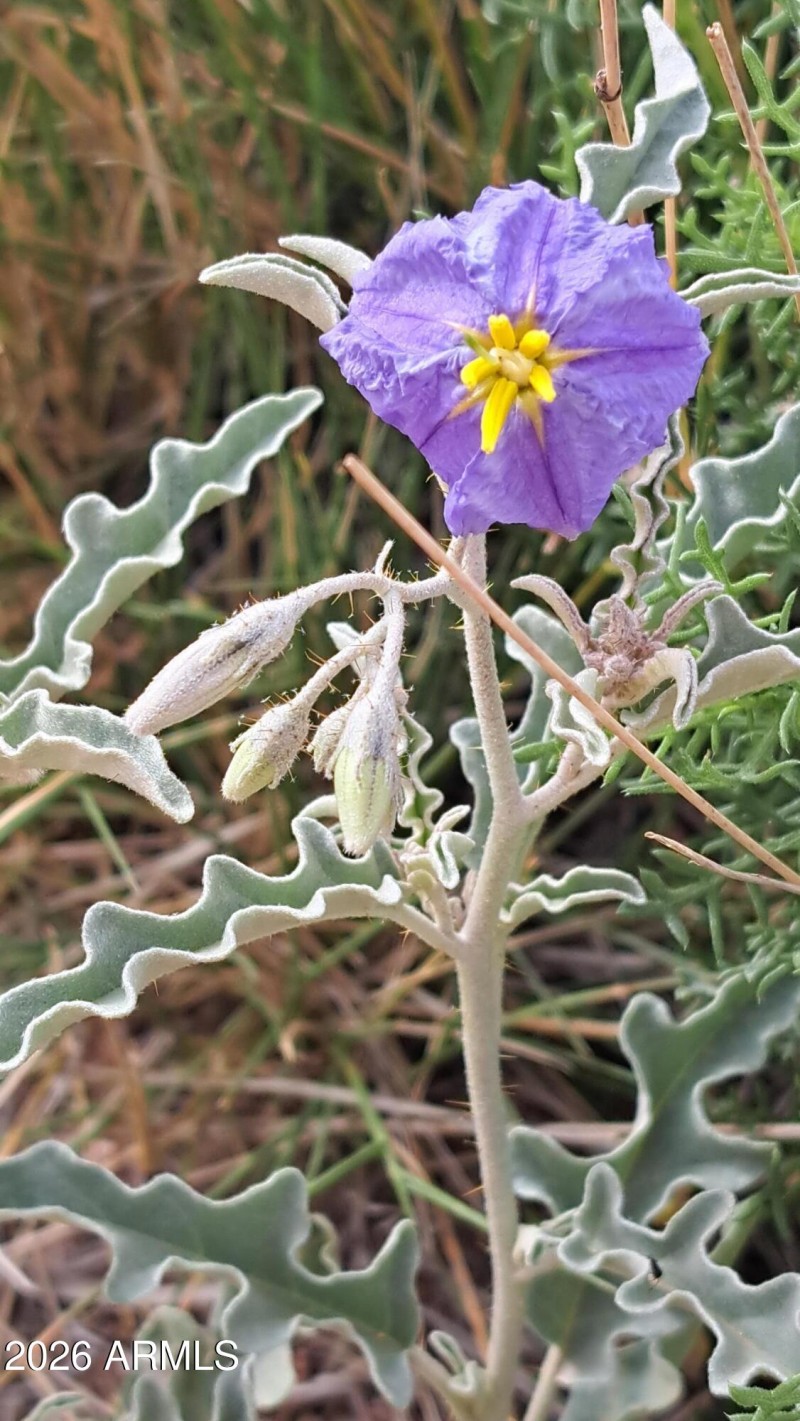 Wild flowers