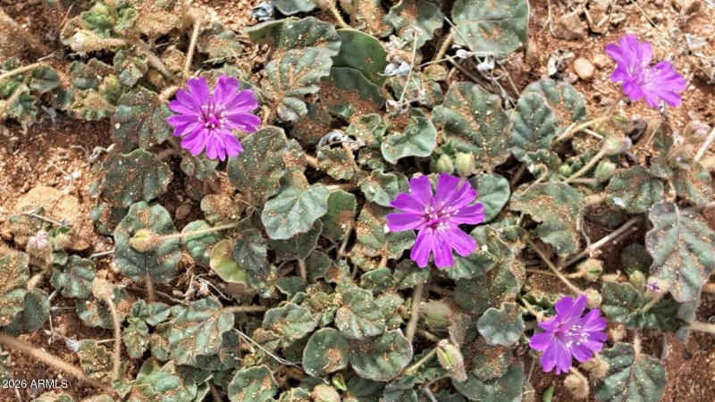 Wild flowers