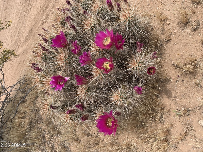 DesertFlowers