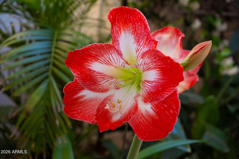 Gorgeous Flowers