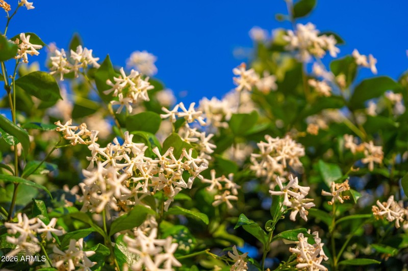 Flowering Trees