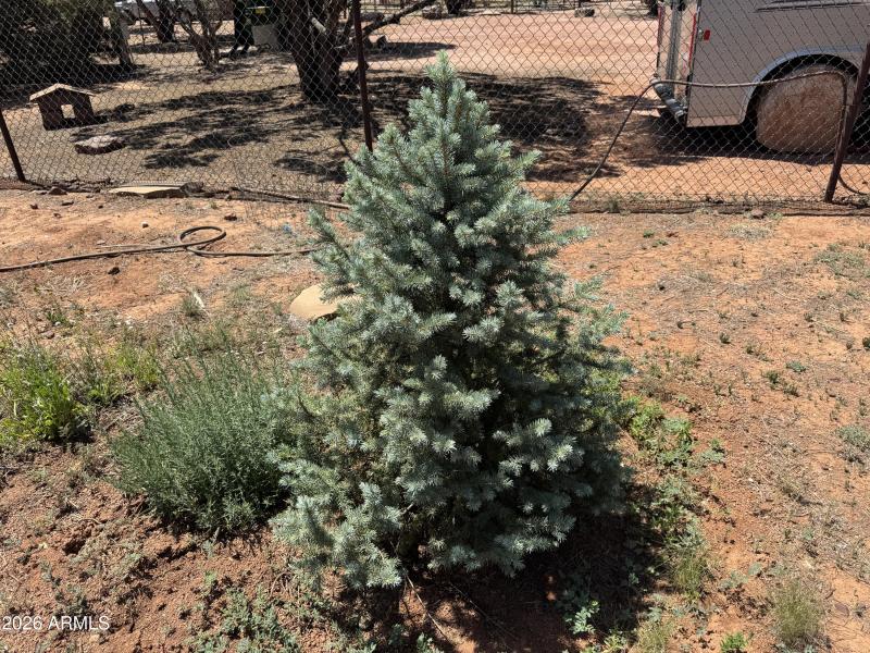 Blue Spruce