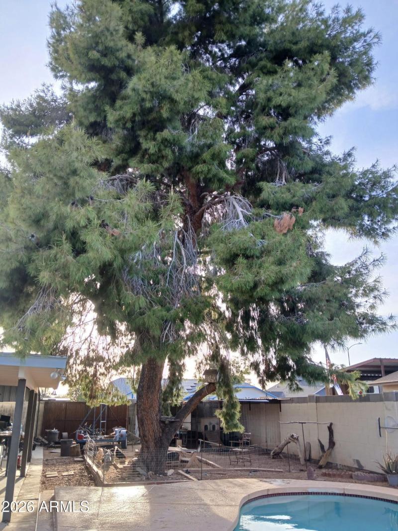 Mature tree