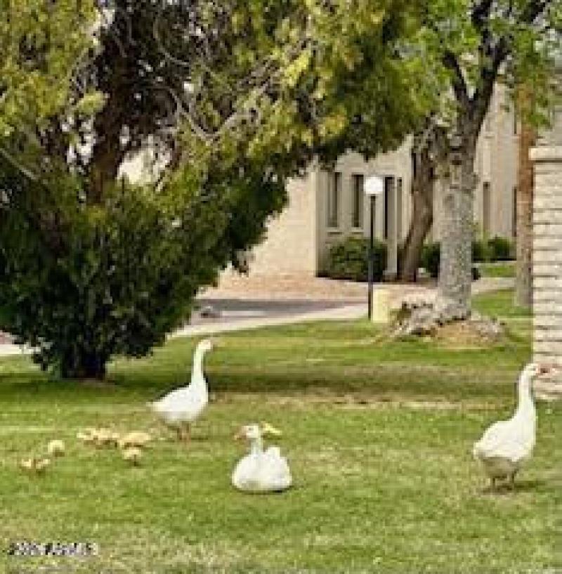 Chaparral Park