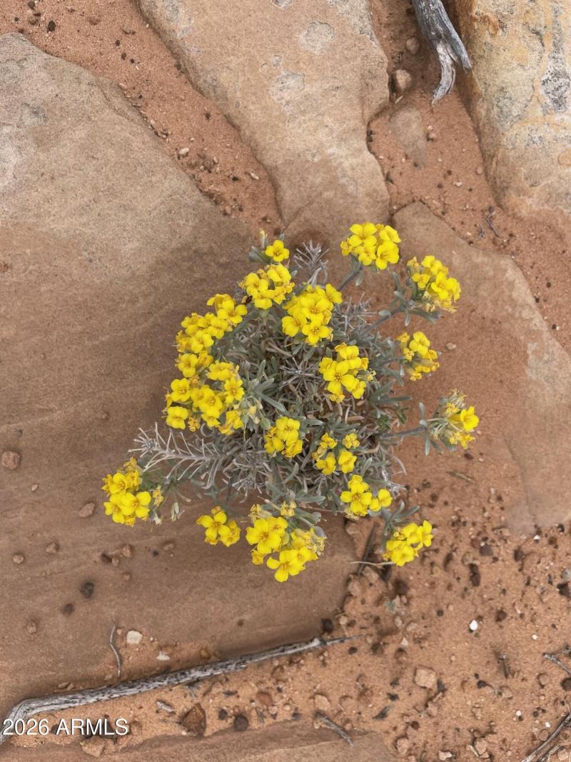 spring wildflower 5
