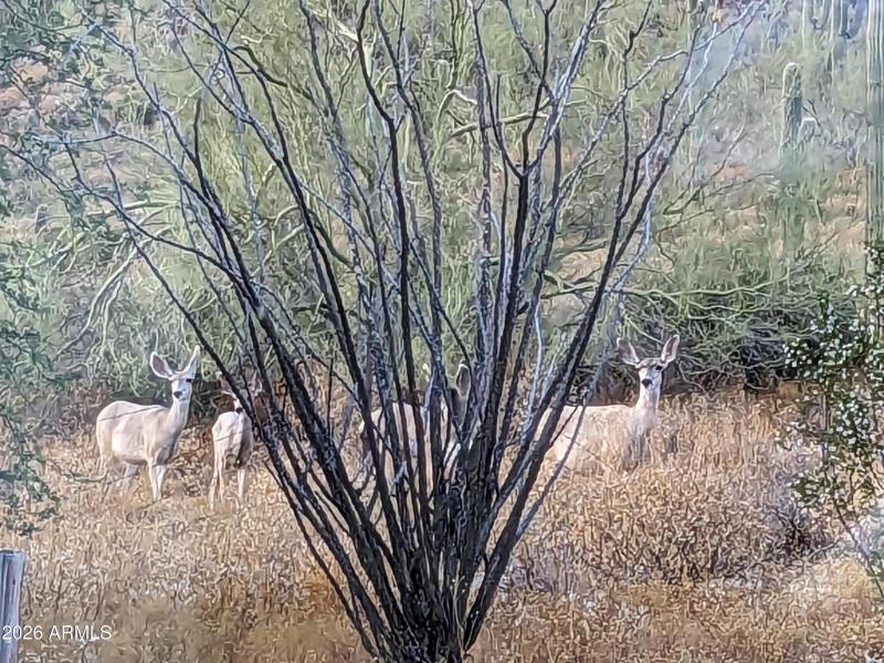 gold deer under tree