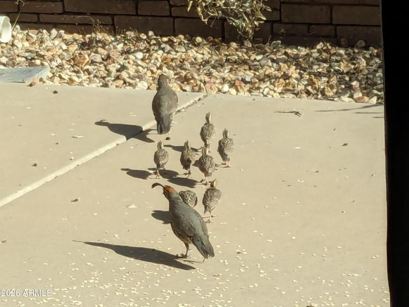 gold quail family