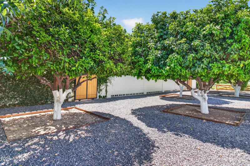 Citrus Grove