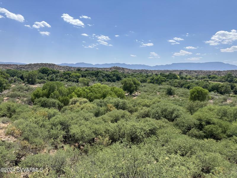 Lush vegetation near the creek