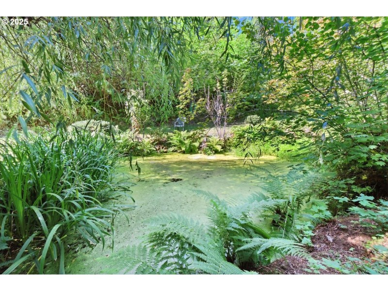 Pond