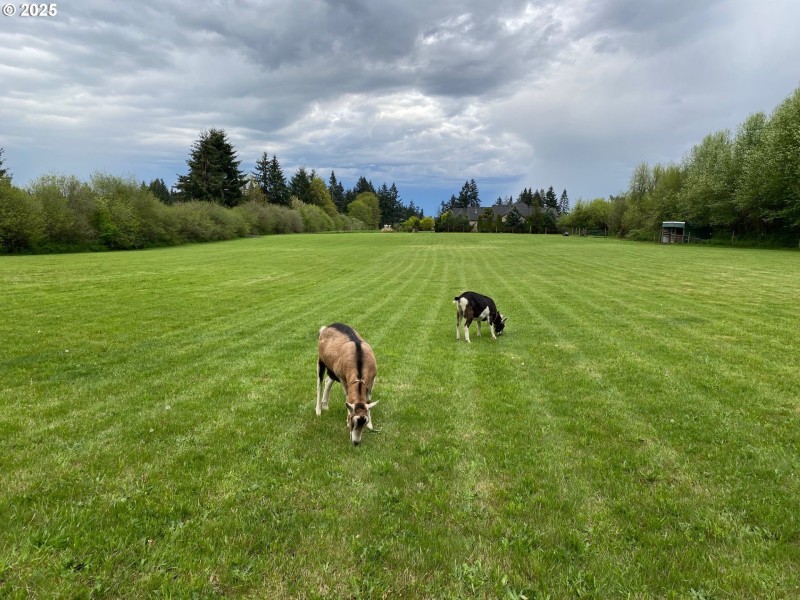 Pasture