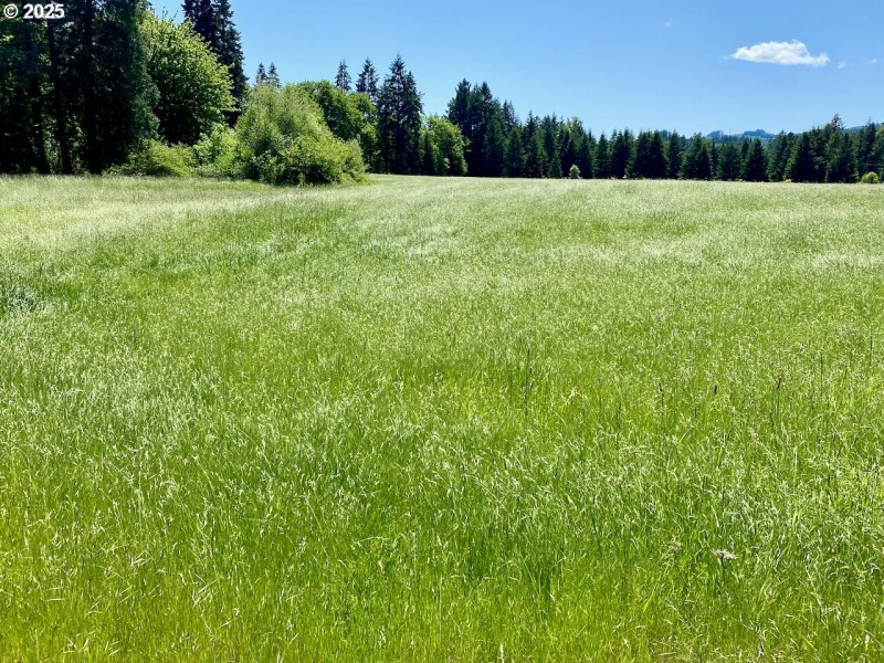 Pasture