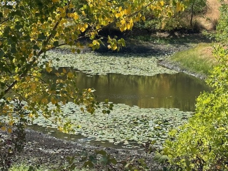 Pond