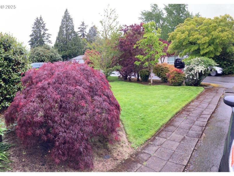 Front Yard