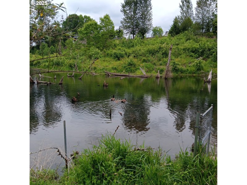 Pond