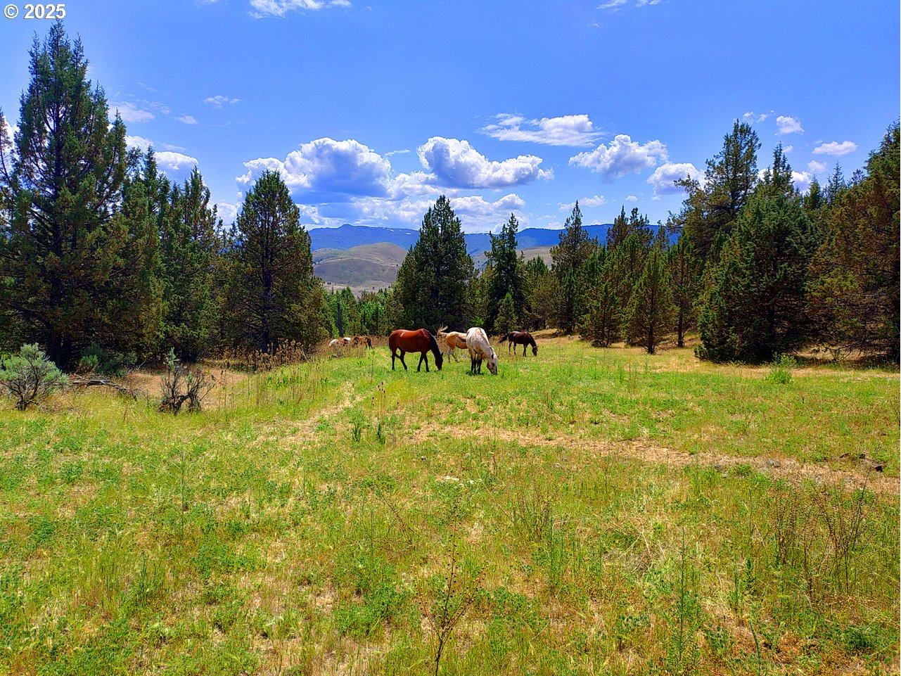 Wiley Creek Rd, Dayville, OR 97825