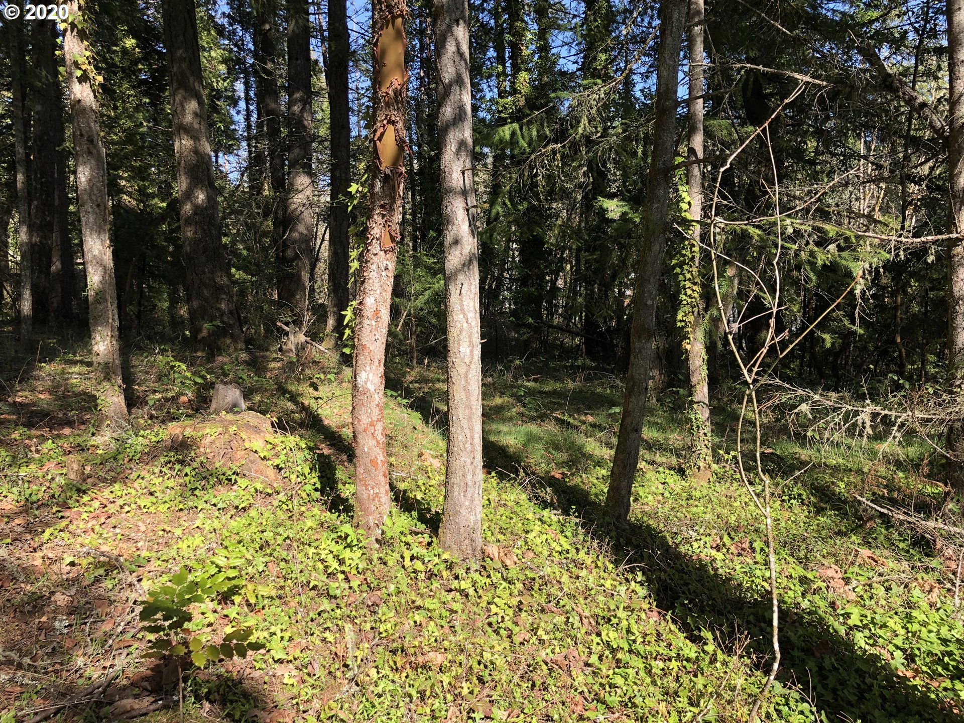 Roberts RD, Oakridge, OR 97463