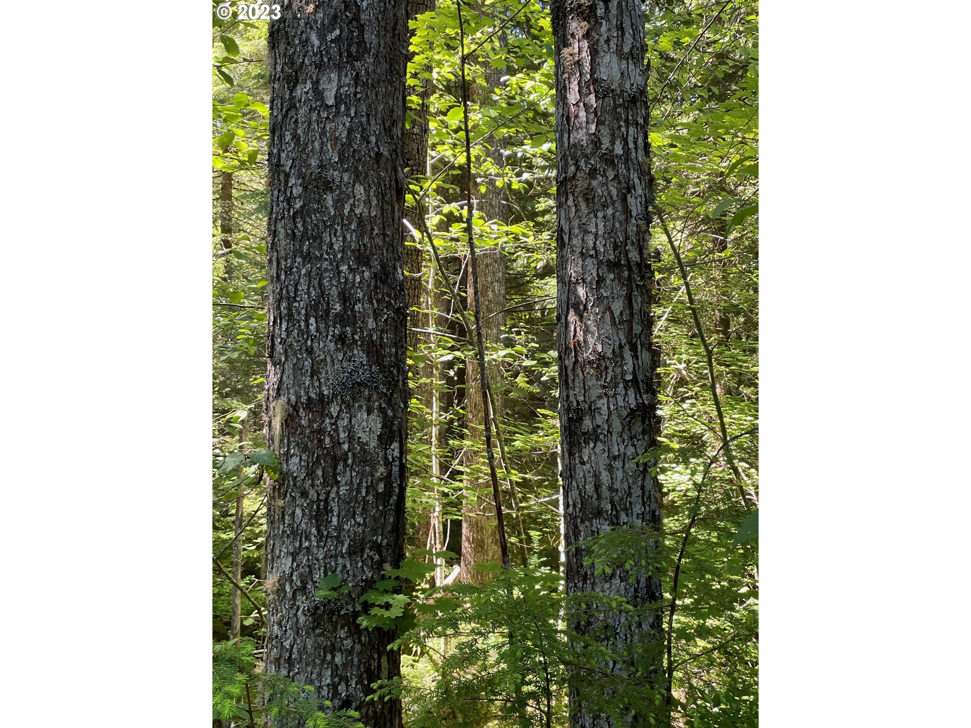 Forest Road 4610, Estacada, OR 97023