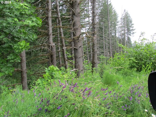 Fairdale RD, Yamhill, OR 97148