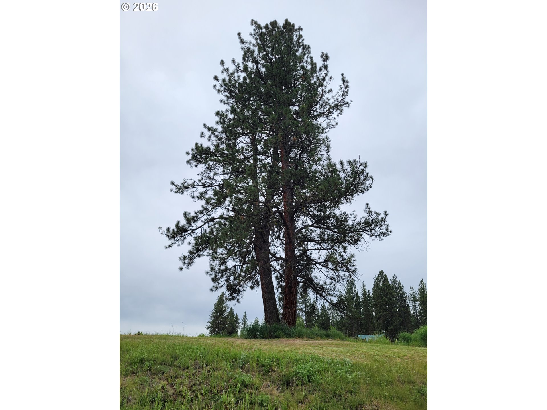 Coombs LOOP, Starkey, OR 97850