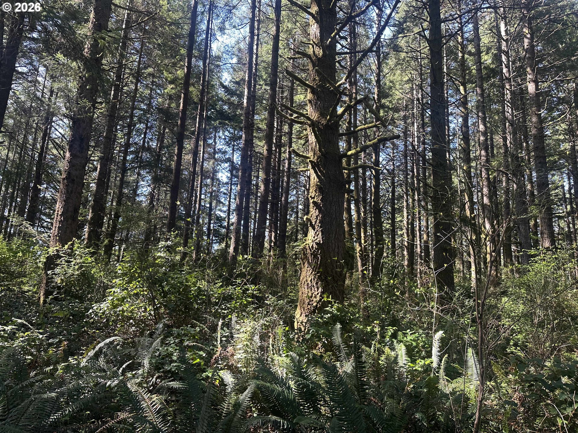 Cedar Terraces, PortOrford, OR 97465