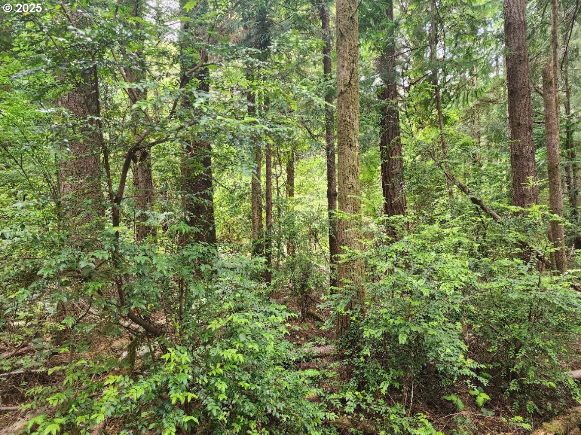 Cedar Hollow RD, PortOrford, OR 97465