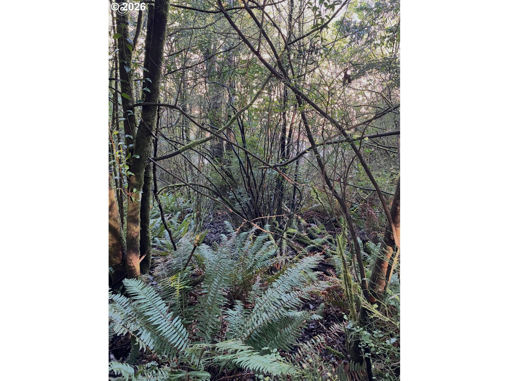 Dogwood, Coquille, OR 97423