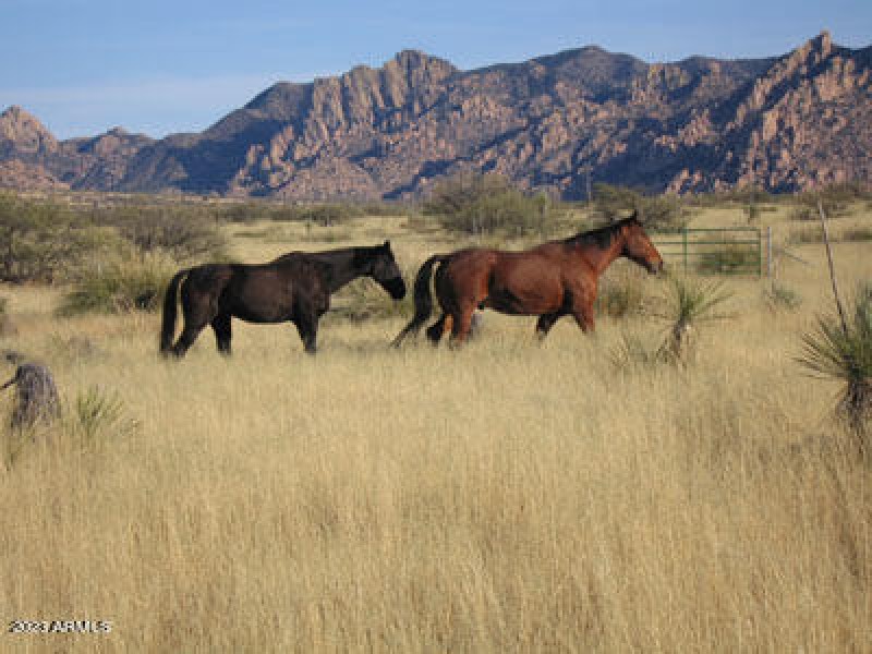 HORSES