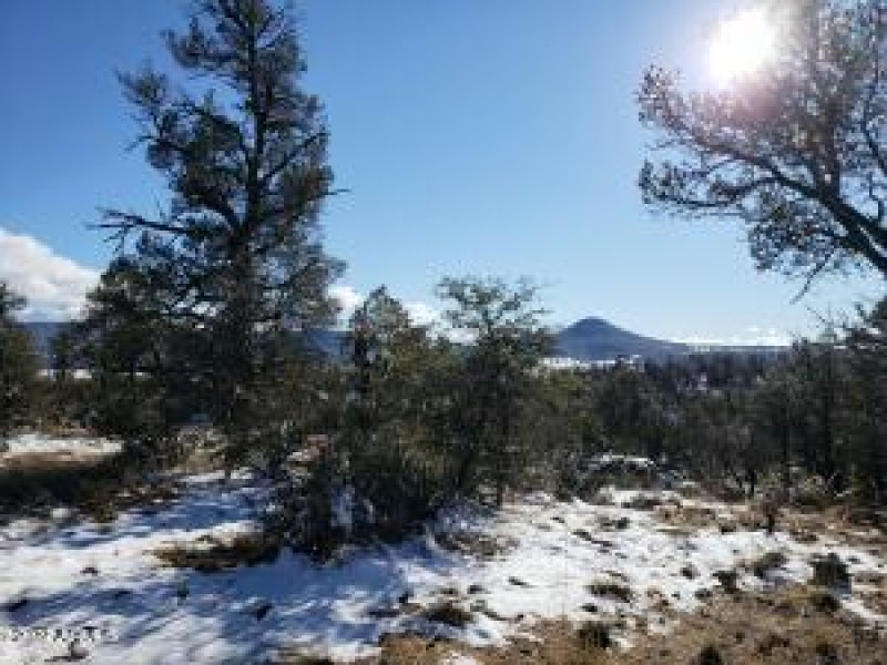 Prcl 5 Snow among the trees