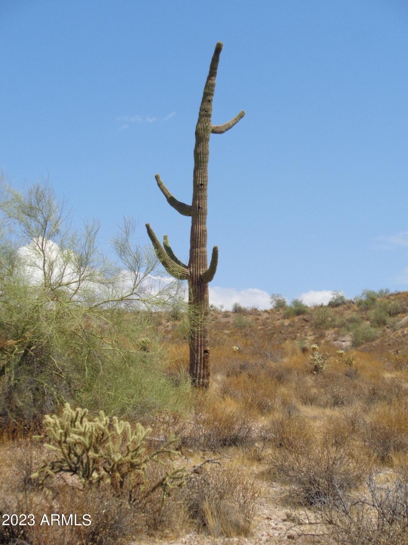 Large Saguaro
