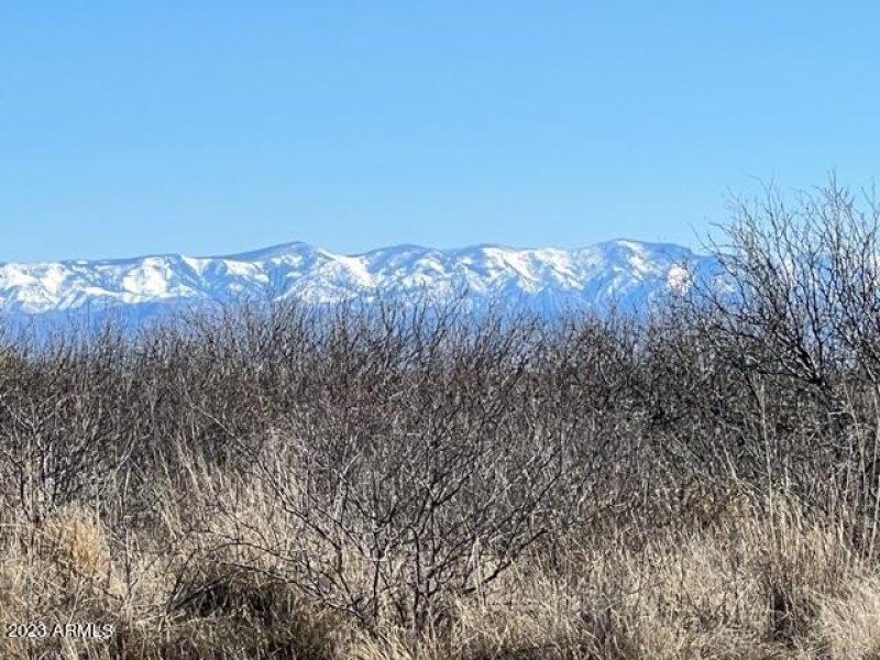 WILLCOX NO 2 IMG_7394