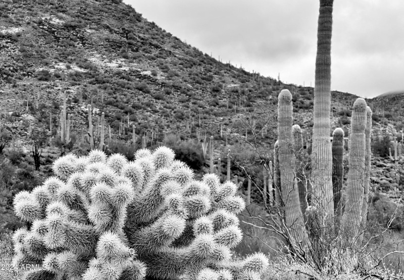 Cactus Variety