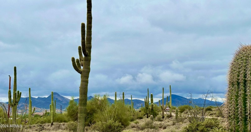 Mountains and Saguaros galore