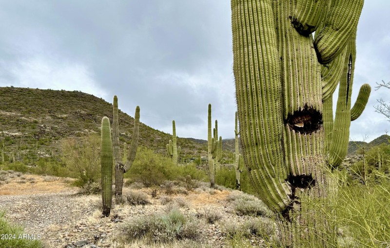 Saguaro detail