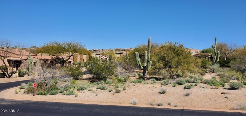 Mature Saguaros