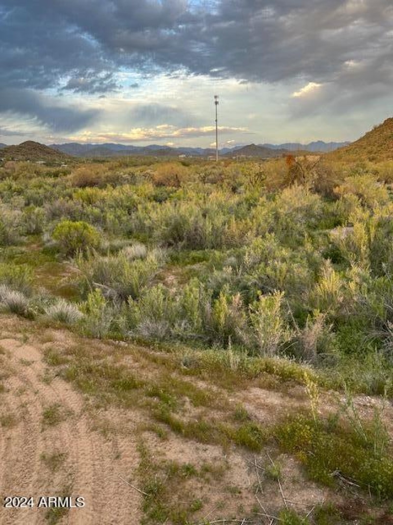 Vegetation
