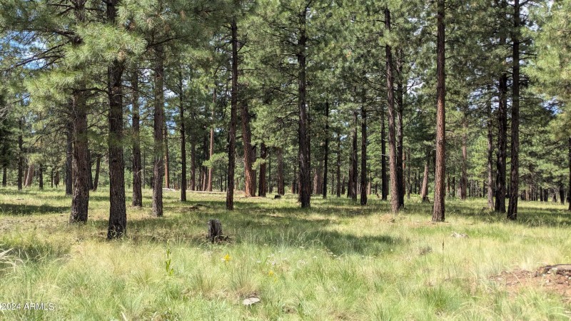 Forest View